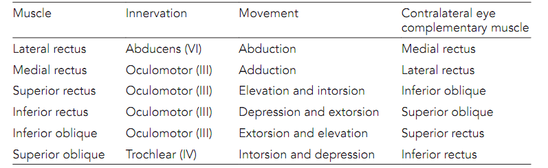 996_Extraocular eye muscle control 2.png